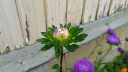 colorfull flower