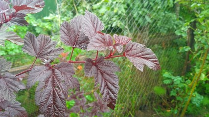 red leaves