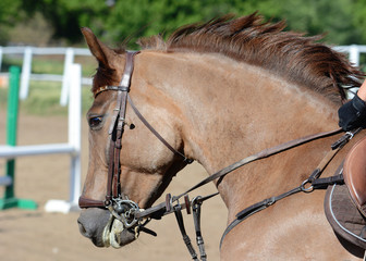 Portrait of a red horse on gallop