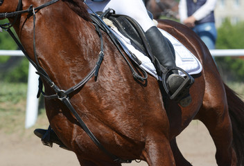 Equestrian sport in details. Sport horse and rider on gallop