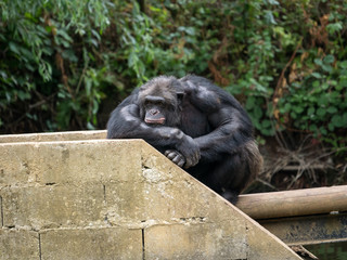 Chimpanzé à dos argenté
