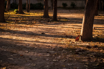 Autumn landscape- autumn park with bare trees and dry fallen leaves