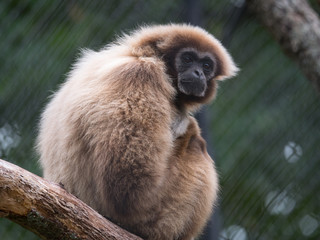 Gibbon