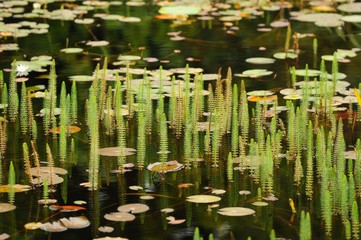 Teich mit Seerosen und Wasserpflanzen in einem botanischen Garten