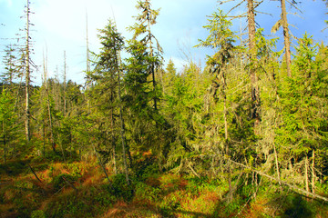 Wild green forest with spruces. Dense taiga