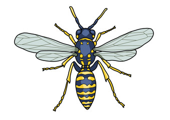 Wasp illustration, doodle, cartoon, drawing, ink, line art, vector