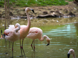 Flamants roses