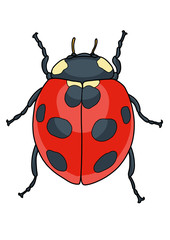 Obraz premium Ladybug illustration, doodle, cartoon, drawing, ink, line art, vector
