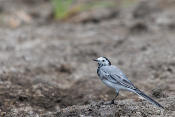 Juvenile white wagtail or Motacilla alba