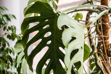 Beautiful home plant philodendron, with large green leaves!