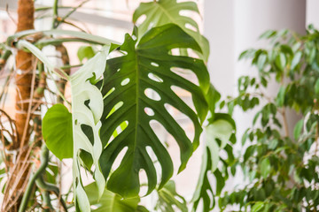 Beautiful home plant philodendron, with large green leaves!
