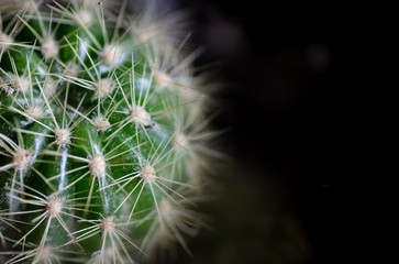 Cactus in a dark background, close-up
