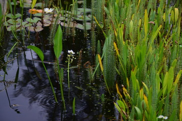 Teich mit Seerosen und Wasserpflanzen in einem botanischen Garten