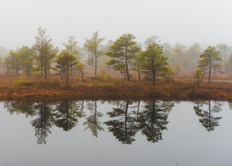 Morning in the Kemeri National Park. Latvia