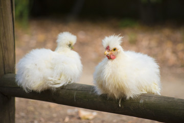 Due chiacchere tra amici