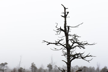 Fototapeta na wymiar Bare pine tree branches