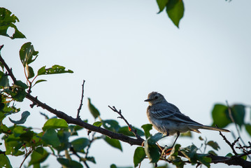 Juvenile white wagtail or Motacilla alba