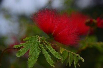 Rote Blüte einer Mimose Calliandra Tweedii an einem Baum in einem botanischen Garten