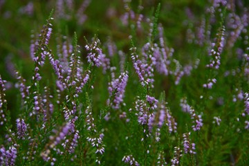 Violett blühende Erika in einem botanischen Garten