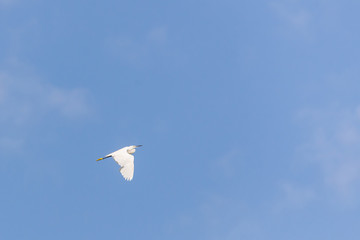 Western Reef Heron or Egretta gularis