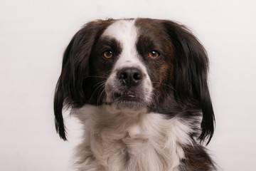 Hund, Rüde, Portrait 