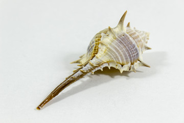 Clear close shot of beautiful seashell with white background