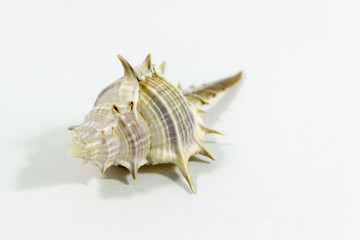 Close-up detail shot of beautiful seashell with white background