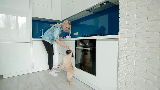 The owner feed the dog and pug dance. Cute happy lifestyle scene.