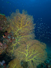 Yellow Gorgonian seafan