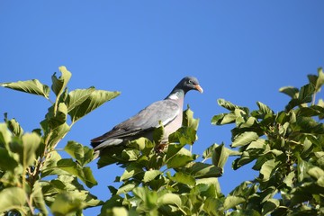 Tahitian pigeon wild bird