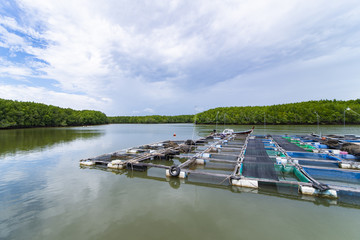 Fish cages on the river and mangrove forest in south Thailand.