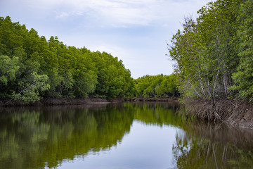 Fototapeta na wymiar Plenary mangrove forest grow beside the river.