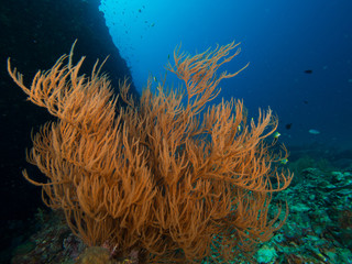 Fototapeta na wymiar Black coral