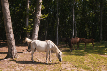 White horse in the forest. Summer sunny day