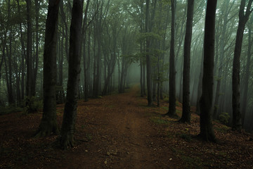Dreamy foggy dark forest. Trail in moody forest. Alone and creepy feeling in the woods