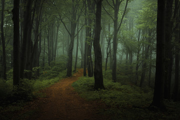 Fototapeta Dreamy foggy dark forest. Trail in moody forest. Alone and creepy feeling in the woods obraz