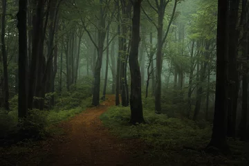 Gordijnen Dromerig mistig donker bos. Trail in humeurig bos. Alleen en griezelig gevoel in het bos © bonciutoma