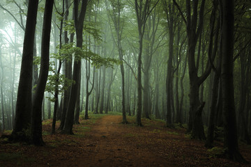 Forêt sombre brumeuse de rêve. Sentier dans la forêt de mauvaise humeur. Sentiment seul et effrayant dans les bois