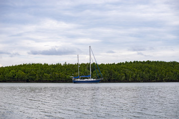 Cruise to the mangrove forest. Natural exploration