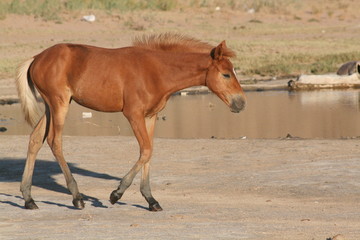 the colt goes along the river