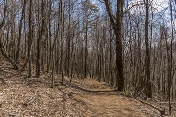 Trail path in a forest