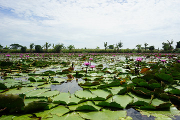 Beautiful red lotus flower in the lotus pond on the sunny day