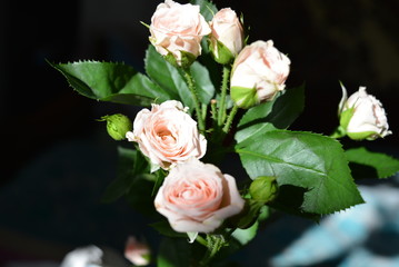 Lot of elegant yellow pink small roses with green leaves on a black background