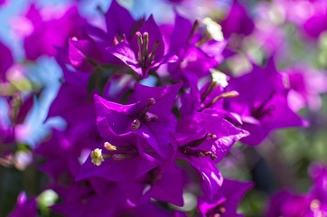 Fototapeta na wymiar Branch of bouganvillea flowers.