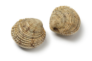 Pair of fresh raw warty venus clams