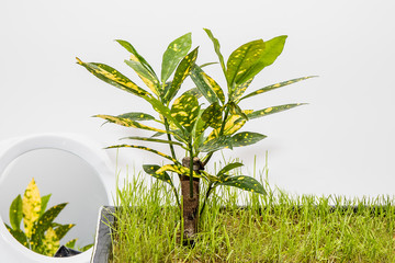 Beautiful flower with leaves in a pot on a white background.