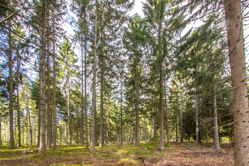 Sun rays in the pine forest