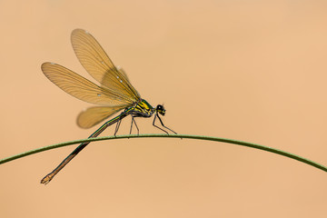 Damigella (Calopteryx virgo)