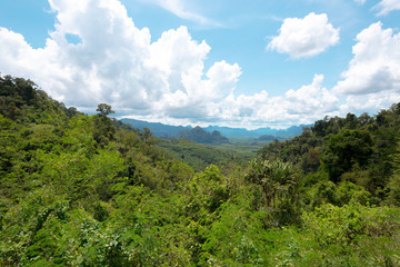 Tropical rain forest hill landscape