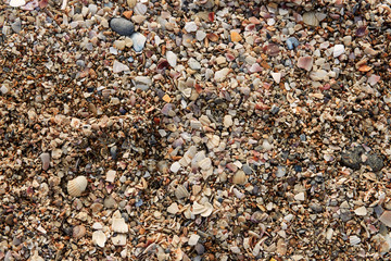 Texture of large sand on the beach with a lot of broken shells and small kilometers on a sunny summer day for a background image